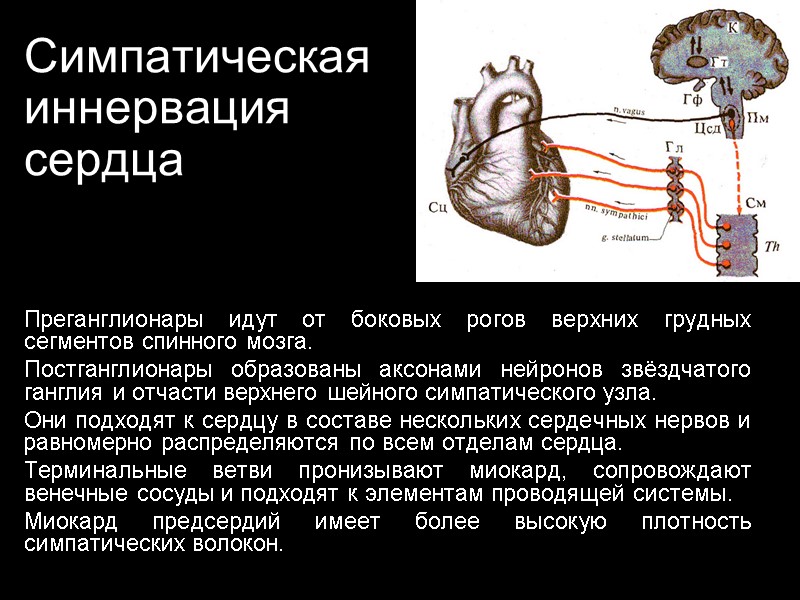 Симпатическая иннервация  сердца Преганглионары идут от боковых рогов верхних грудных сегментов спинного мозга.